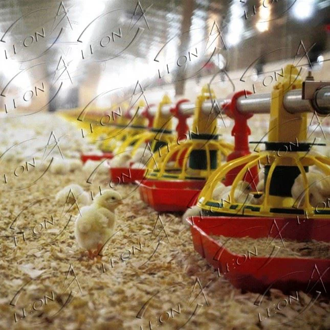 Safe And Reliable Broiler Tray Feeding System