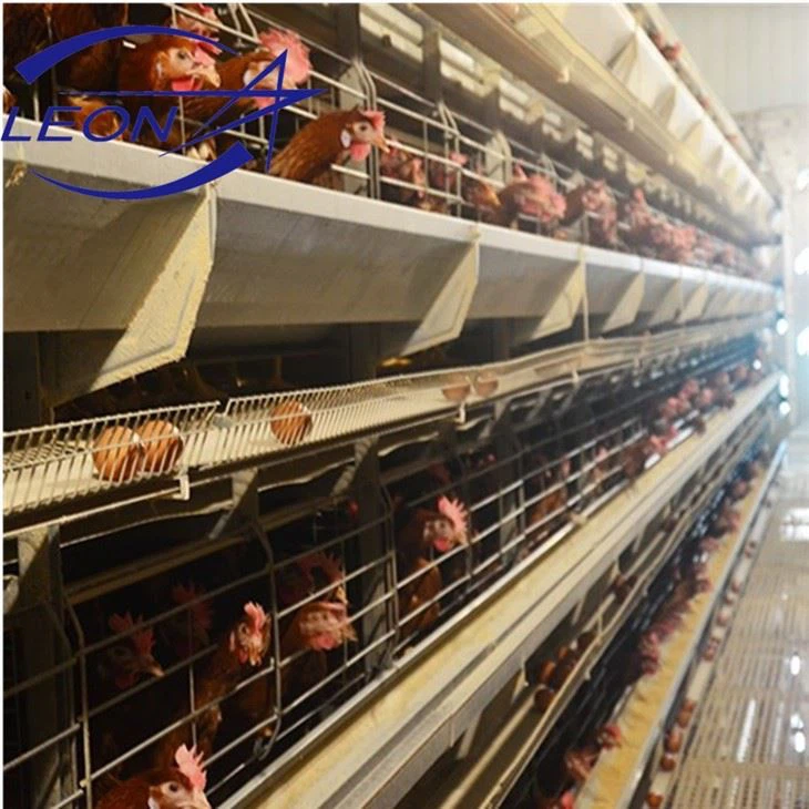 The Latest H Type Layer Cage System in 2021