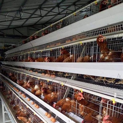 Complet automat un sistem de cușcă cu baterii de tip strat cu strat de tip