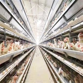Cuști pentru păsări de curte de tip H pentru găini ouat